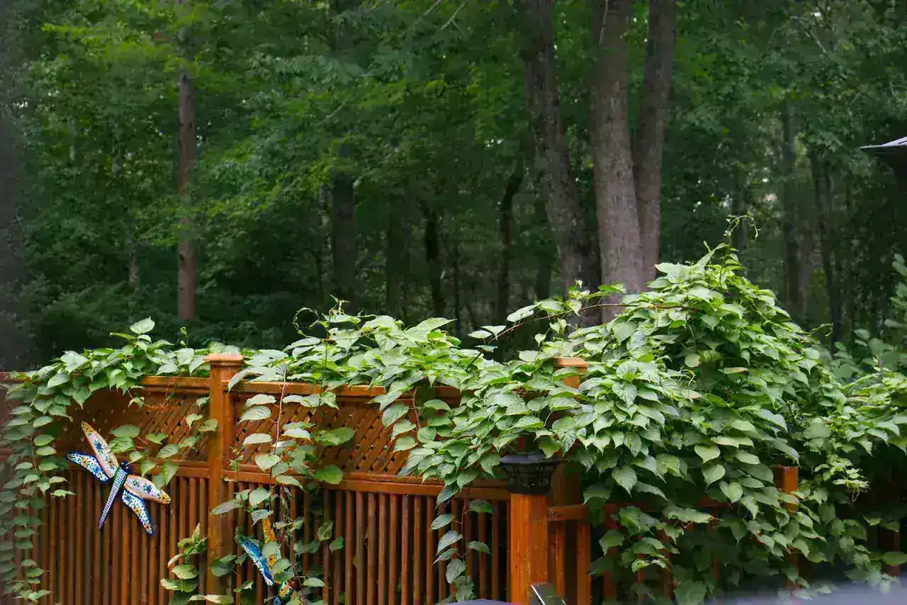 Pergola Installation Florida — IWD Miami, licensed Florida contractor